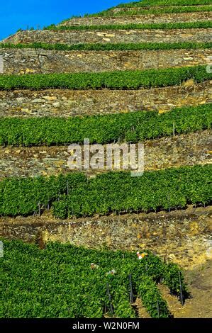 Vigneti terrazzati su un pendio scosceso