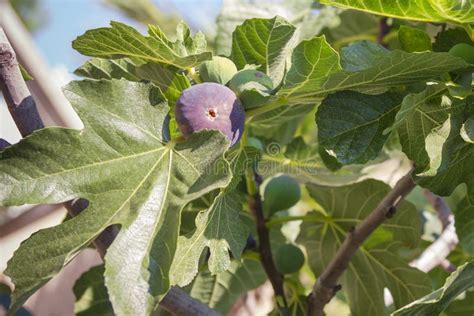 Raccolta di fichi maturi su un albero