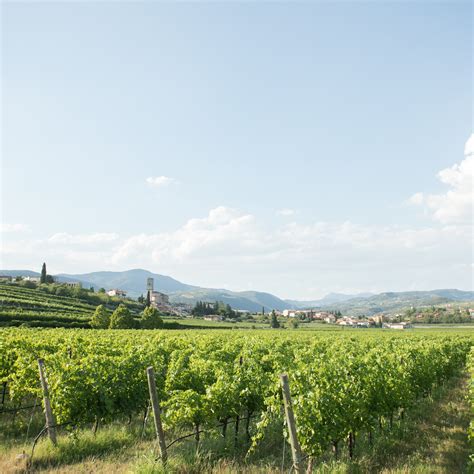 Vigneti della regione Soave