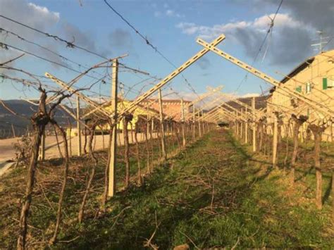 Vigneti a pergola veronese