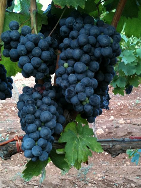 Grappoli di Negroamaro su un tralcio