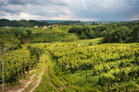 Vigneti di Prosecco