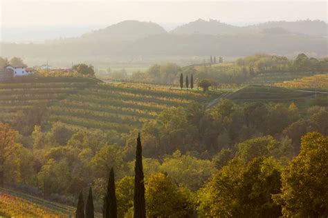 Vigneti di Pinot Grigio in Italia