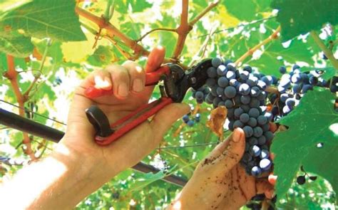 Grappoli di Chardonnay e Pinot Nero