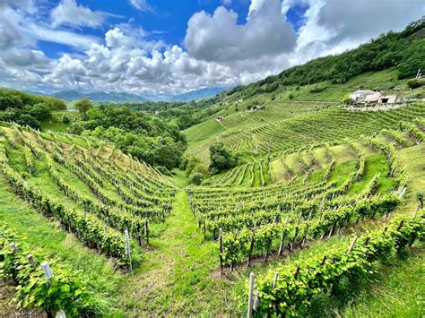 Vigneti terrazzati sulle colline del Prosecco