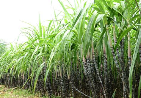 Canna da zucchero in piantagione