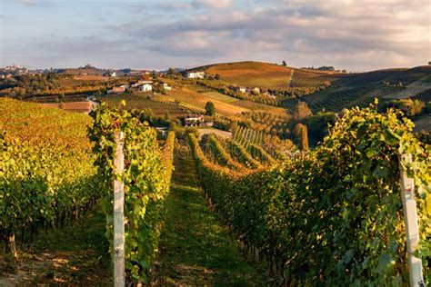 Vigneti di Glera sulle colline venete