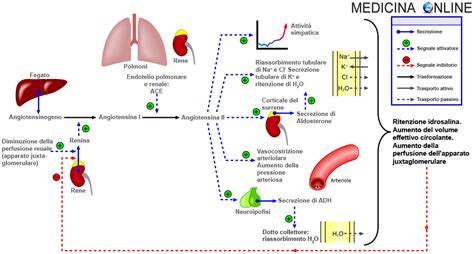 Meccanismo d'azione dell'angiotensina II sui vasi sanguigni