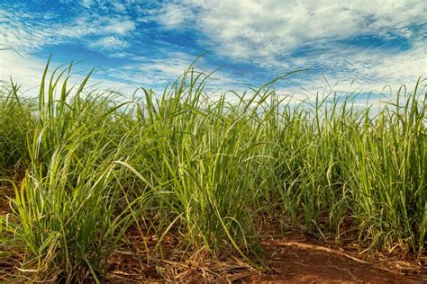 Illustrazione storica della coltivazione della canna da zucchero nelle Americhe