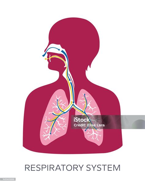 diagramma che mostra il sistema respiratorio umano e l'assorbimento di ossigeno dall'aria
