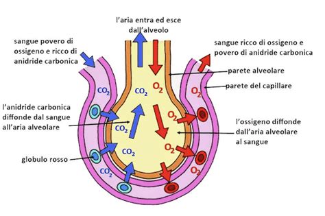 infografica che confronta l'apporto di ossigeno dall'aria e dall'acqua