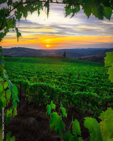 vigneti francesi al tramonto