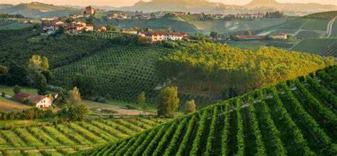 Paesaggio collinare del Monferrato con vigneti