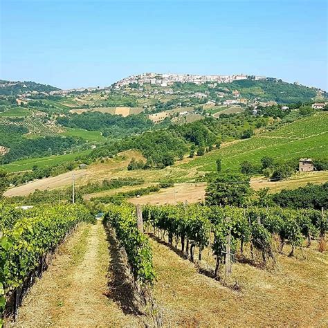 Vigneti dell'Irpinia
