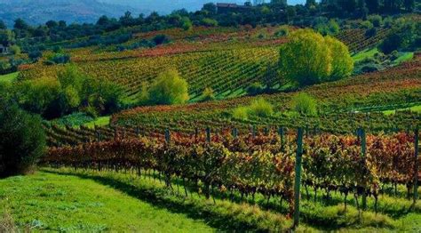 Vigneti di Aglianico per Taurasi