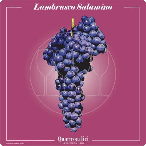 Grappolo di uva Lambrusco Salamino
