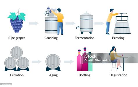 Illustrazione del processo di macerazione delle uve