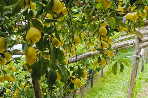 Coltivazione di limoni sul Gargano