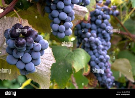 Grappoli di uva Grillo maturi