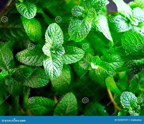 Foglie di menta fresca in primo piano