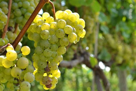 Grappolo di Riesling maturo su un vigneto