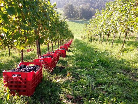Vigneto di Pinot Nero in autunno nell'Oltrepò Pavese