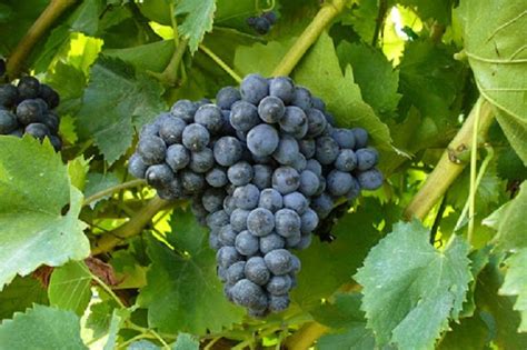 Vinaccioli carbonizzati di uva Cannonau rinvenuti in Sardegna