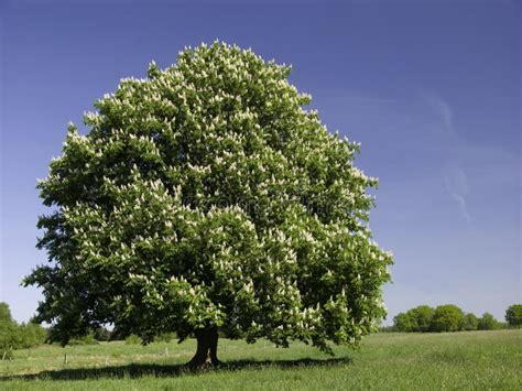 Albero di castagno in un bosco