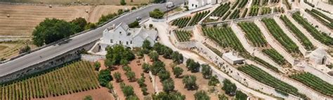 Vigneti soleggiati in Puglia