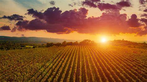 Vigneti rigogliosi al tramonto