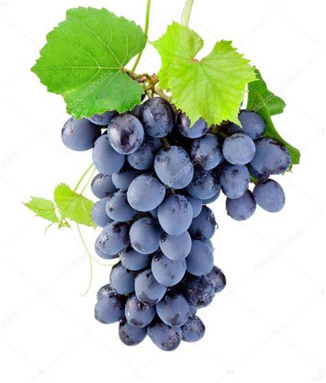 Grappolo d'uva matura su tralcio