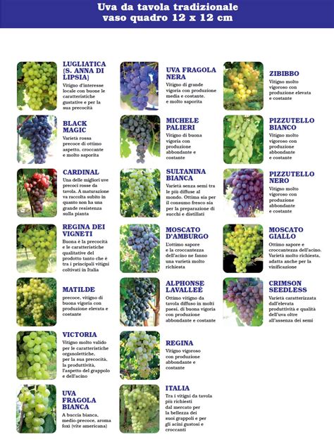 Varietà di uva da tavola