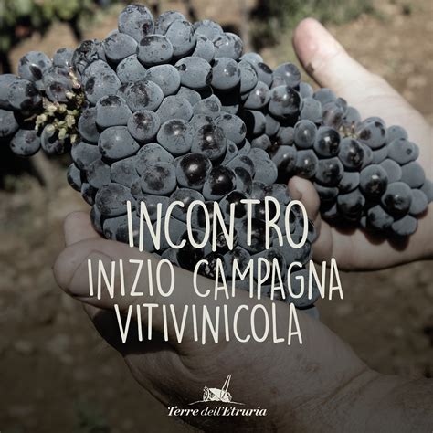 Cooperativa agricola con soci conferitori di uva