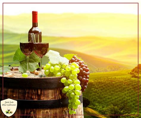 vigneto e bottiglie di vino