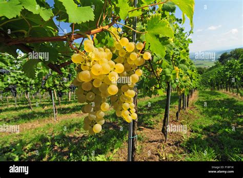 Immagine di un vigneto di Glera con grappoli d'uva
