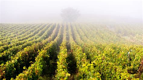Gradi di Pinot Noir in un vigneto