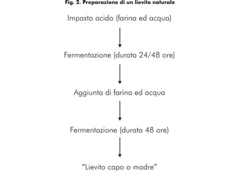 Diagramma del processo di fermentazione del lievito