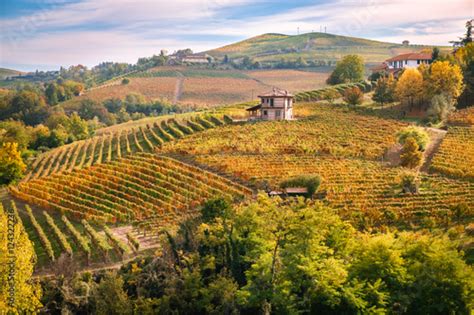 Paesaggio collinare con vigneti al tramonto