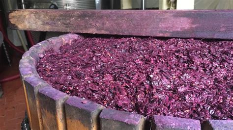 Vinacce fresche di Pinot Nero