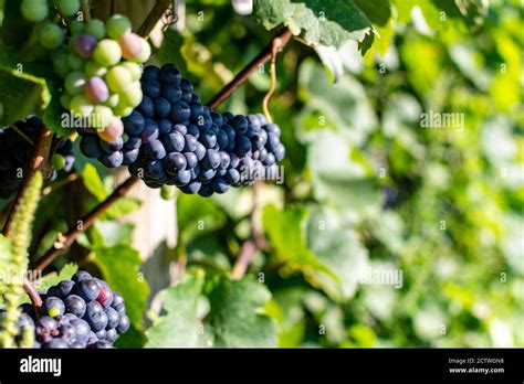 Uve mature su tralci di vite