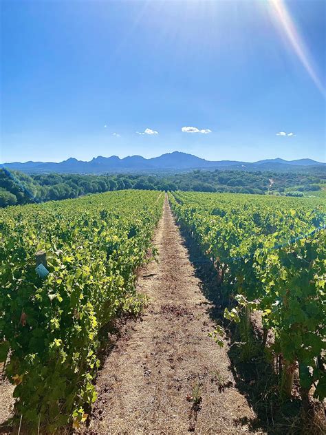 Vigneti antichi in Sicilia