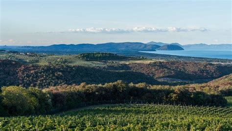 Vigneti di Bolgheri con il mare sullo sfondo