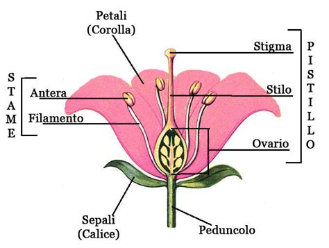 Schema di un calice flute con le sue parti anatomiche