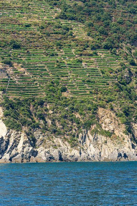 Paesaggio collinare ligure con vigneti terrazzati