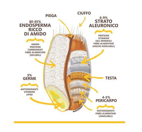 Diagramma di un chicco di grano con le sue parti