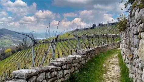 Vigneti del Carso Triestino con terra rossa e rocce calcaree
