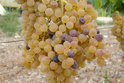 Dettaglio di uve Chardonnay e Malvasia in vigna