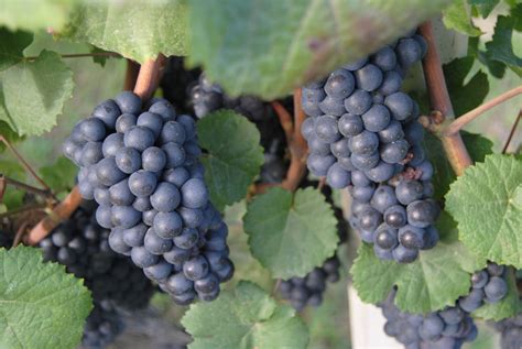 Grappoli di Pinot Nero