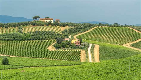 Colline del Montalbano con vigneti
