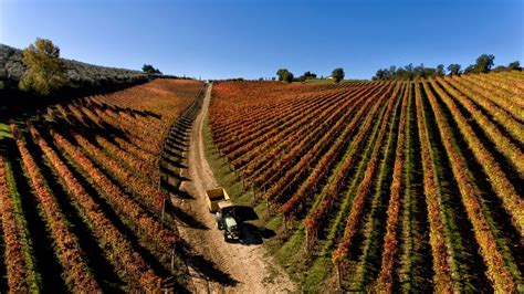 Vigneti con uve Sangiovese